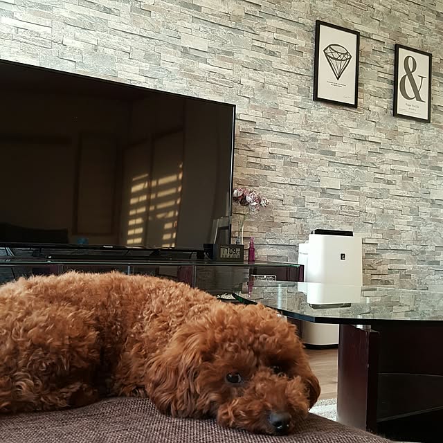 shellyさんの実例写真