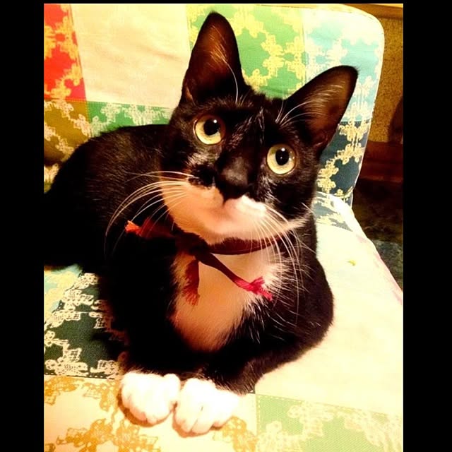 fishさんの実例写真