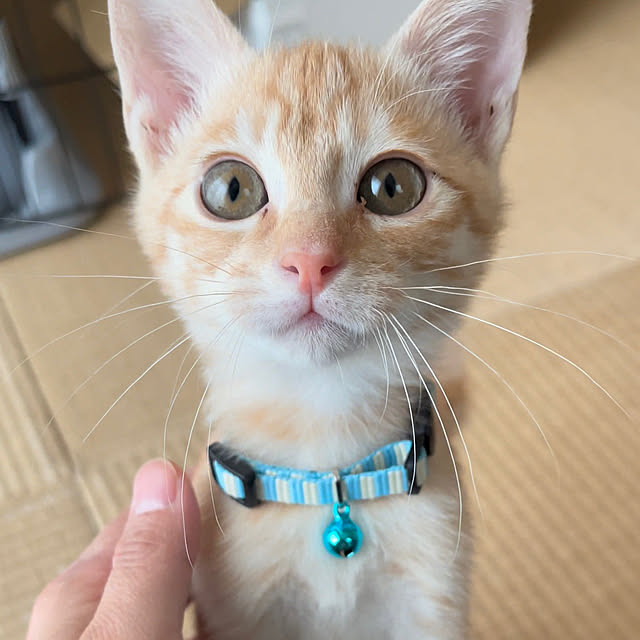 chiiさんの部屋