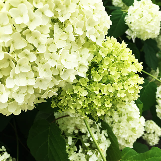 植物/玄関/入り口のインテリア実例 - 2019-06-27 16:00:07