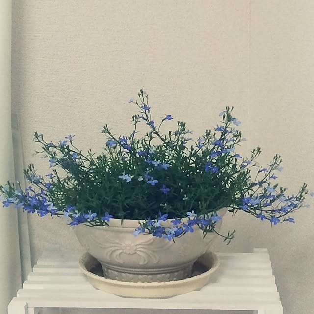 poppoさんの実例写真