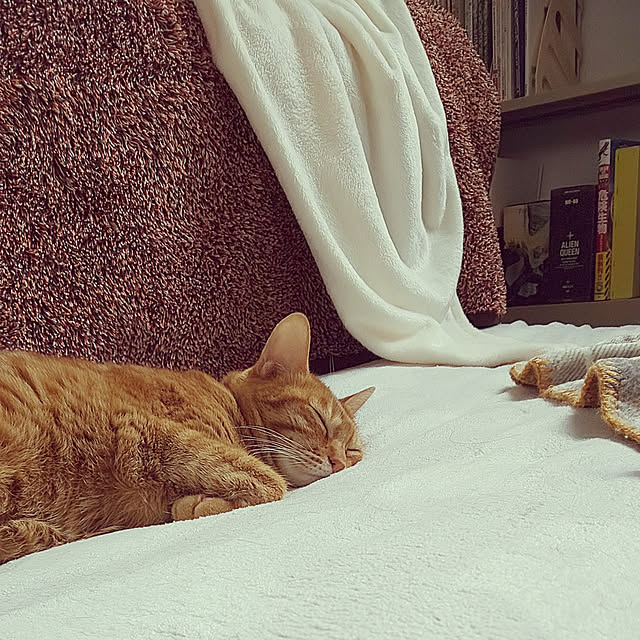 37さんの実例写真