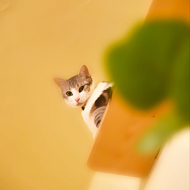 syungikuさんの実例写真
