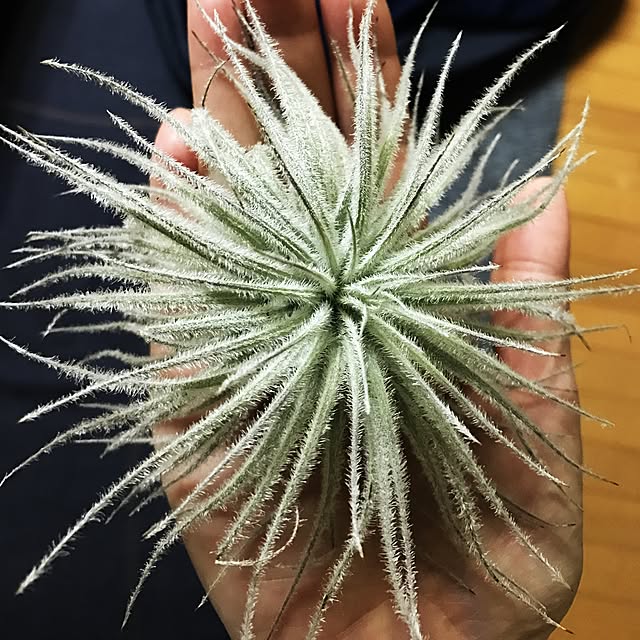 powakyonさんの実例写真