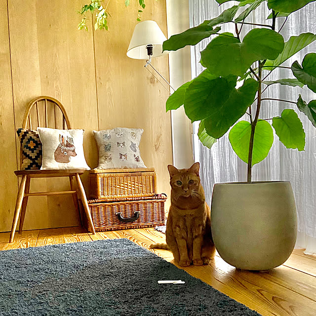 pooさんの実例写真