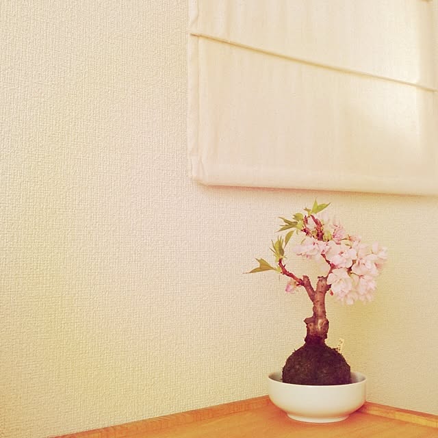 hanatareさんの実例写真