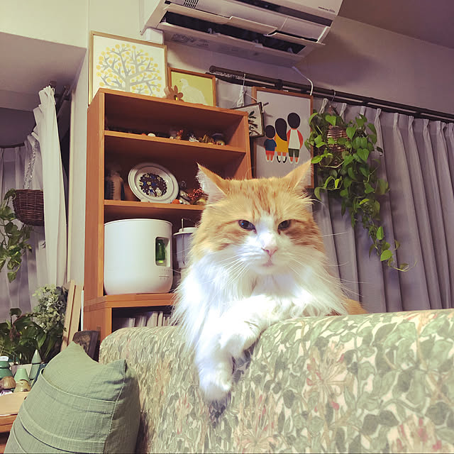 uchidaizuさんの実例写真