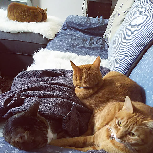 37さんの実例写真