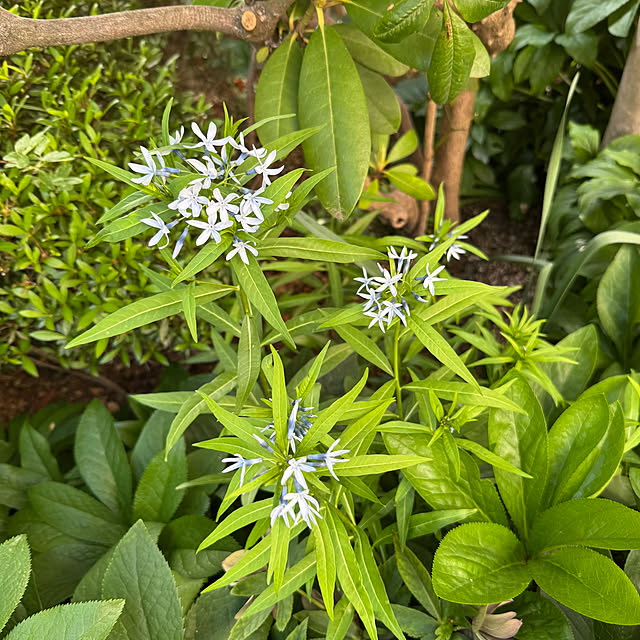 mamizaさんの部屋