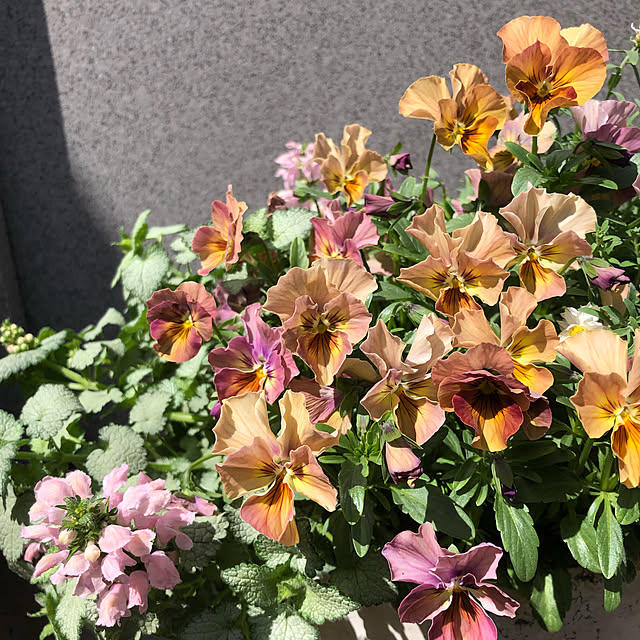 kyoko1124koさんの実例写真