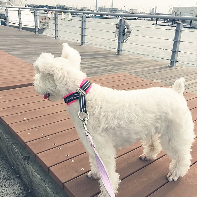 suzyさんの実例写真