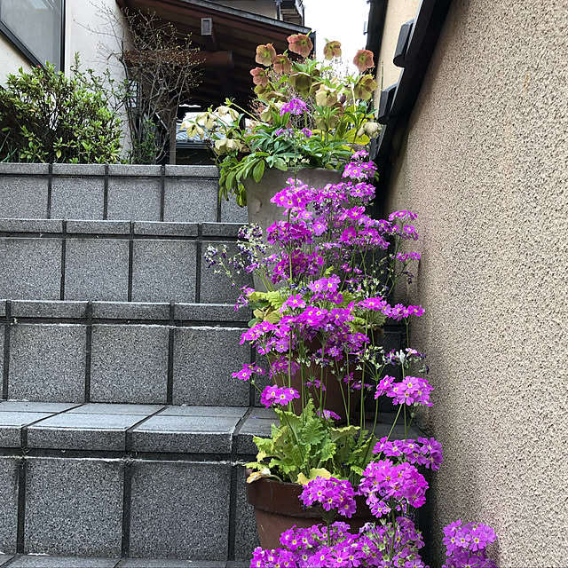 makiemonさんの実例写真