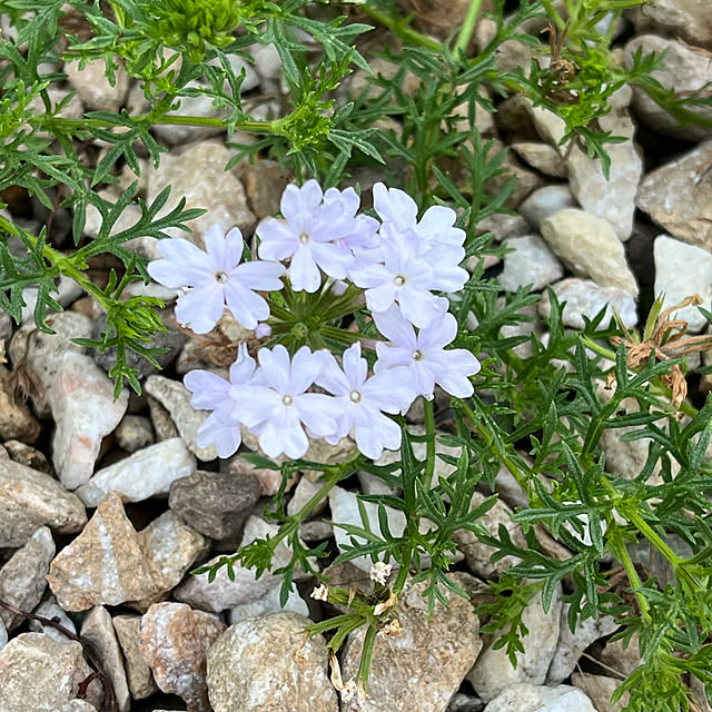 seiseiさんの部屋