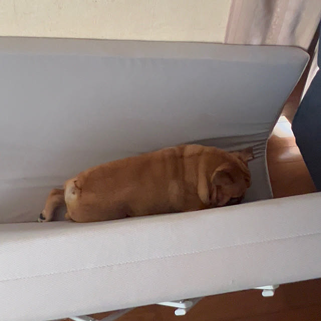chi_gogaさんの部屋