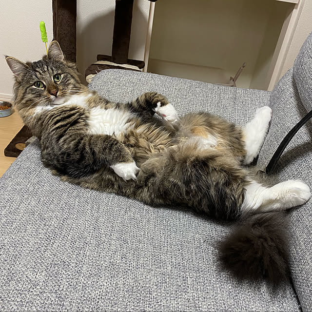sh.0514さんの実例写真