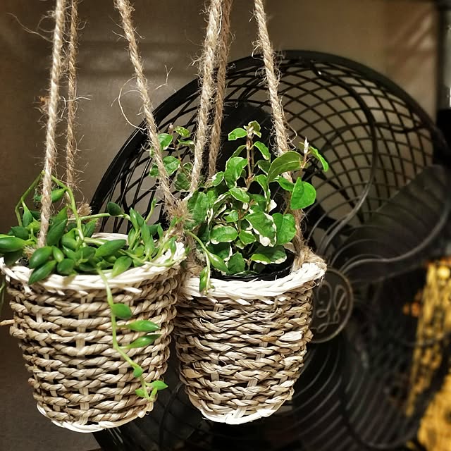 ベッド周り/観葉植物/3COINS/グリーンのある暮らしのインテリア実例 - 2017-02-28 09:51:03