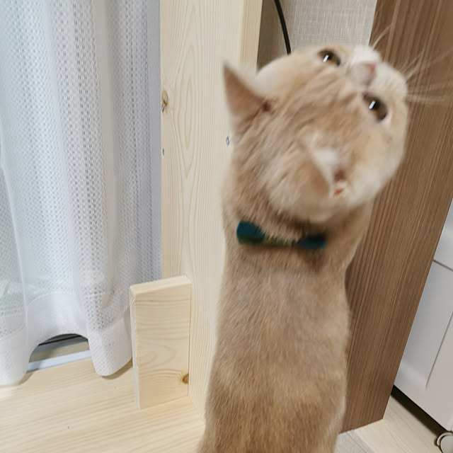 nimさんの実例写真