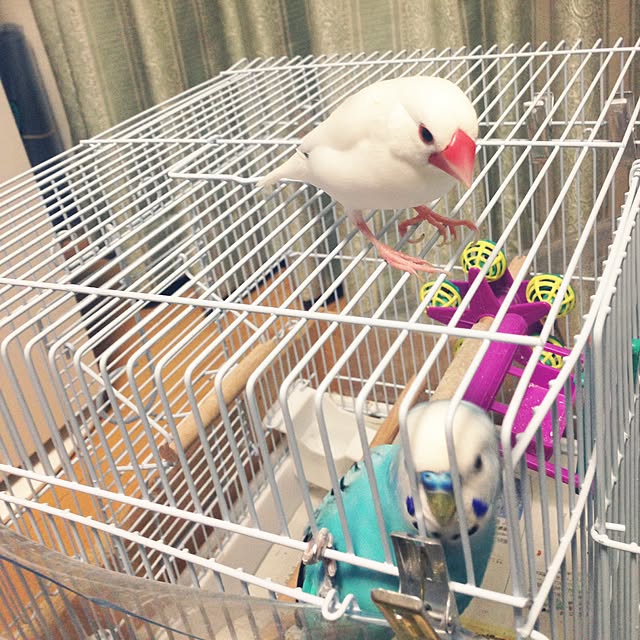 chiyaさんの実例写真