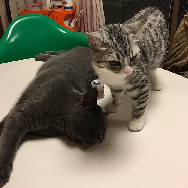 Shojiさんの実例写真