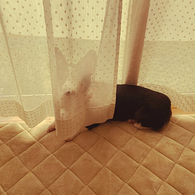 stellaさんの実例写真