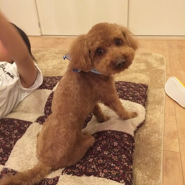 Chitaroさんの実例写真