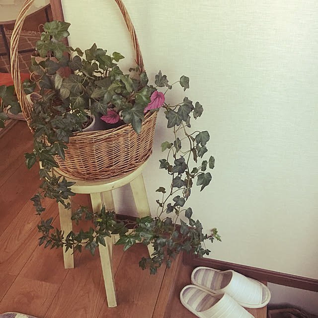 観葉植物/玄関/入り口のインテリア実例 - 2019-09-06 11:45:18