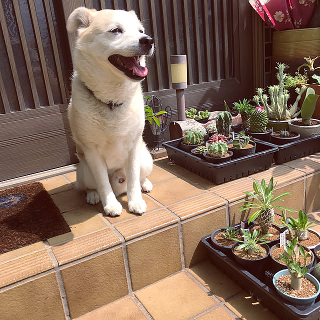 masu...さんの実例写真