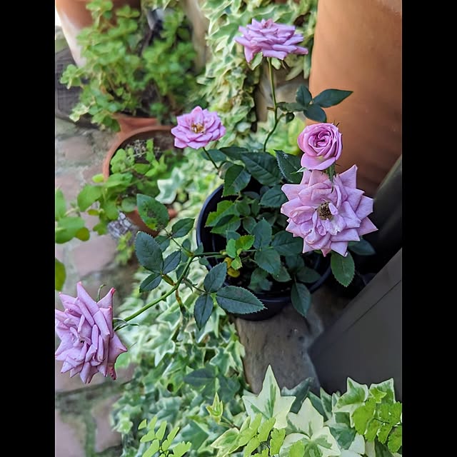 aromameさんの部屋