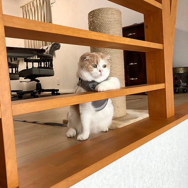 fukuさんの実例写真