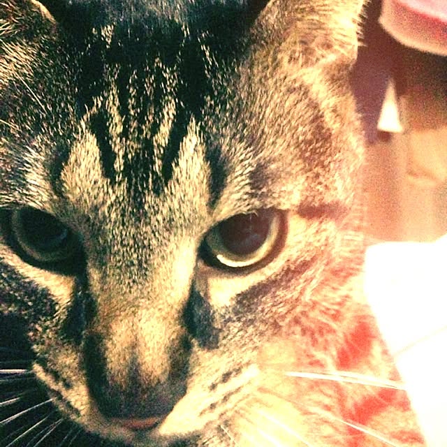 chihiroさんの実例写真