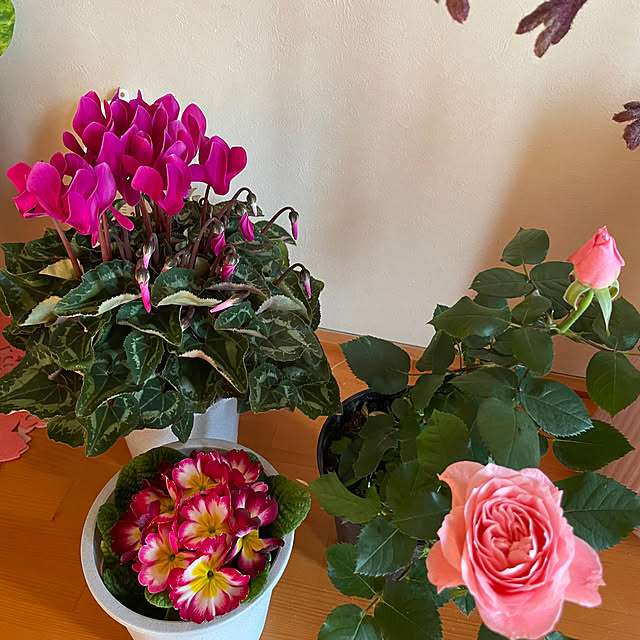 kakoさんの実例写真