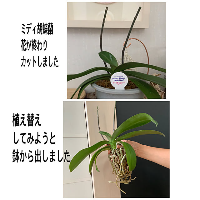 eshinobumさんの実例写真