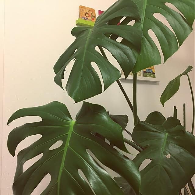 壁/天井/観葉植物/カフェ風/ホワイトインテリア/雑貨のインテリア実例 - 2018-01-08 12:57:08