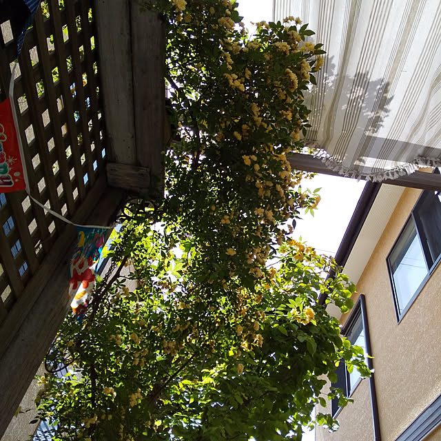 greenさんの実例写真