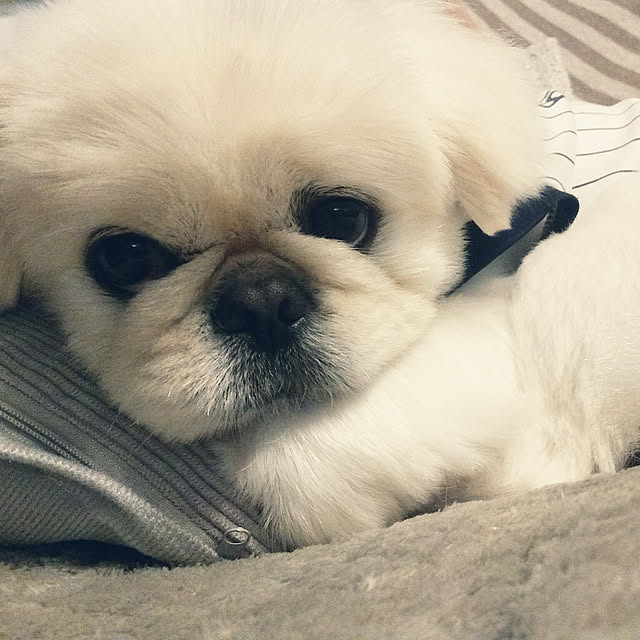 yukagomaさんの実例写真