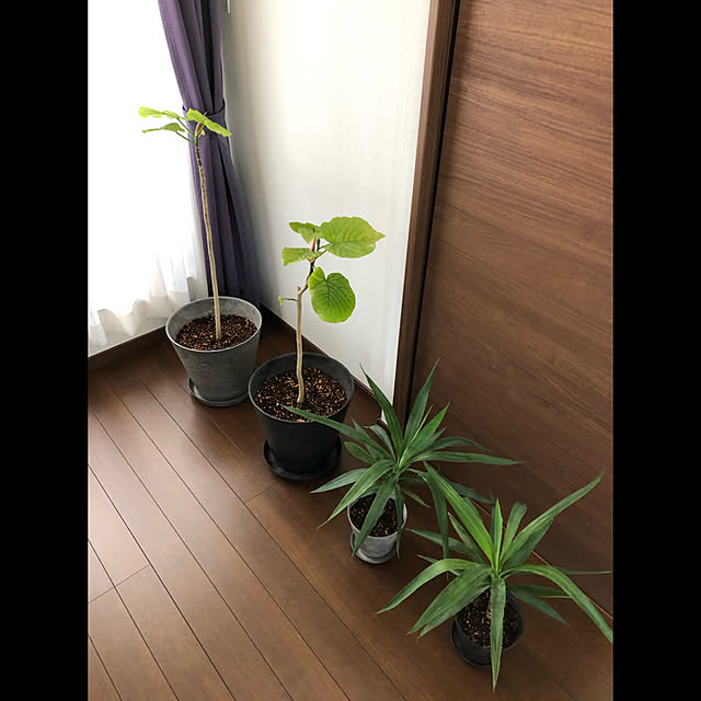 _sakumasikiさんの実例写真