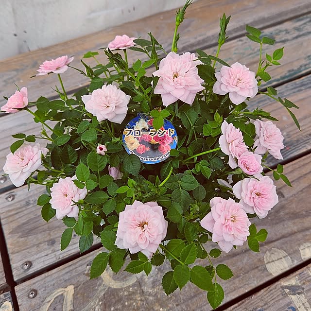 mocomocoさんの実例写真