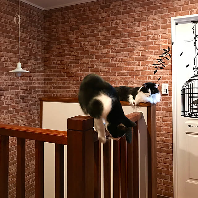 butachanさんの実例写真