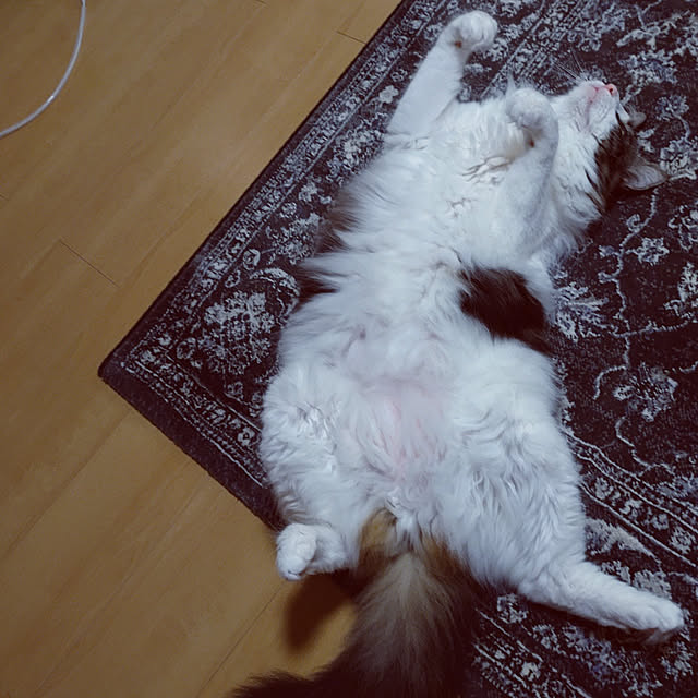 +CHIHARU+さんの実例写真