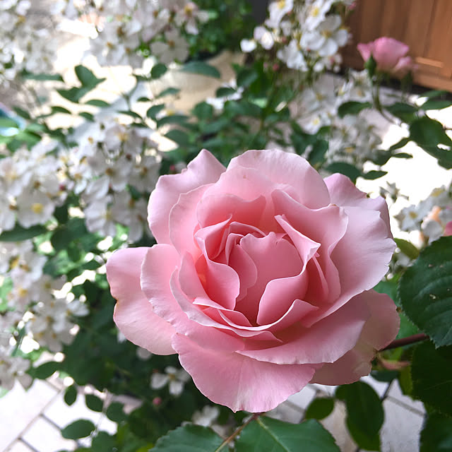 MELOさんの実例写真