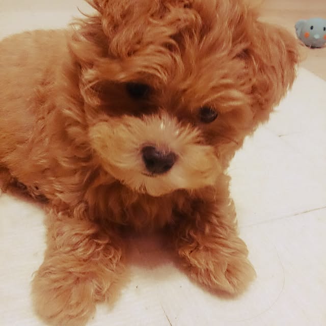 macoさんの実例写真