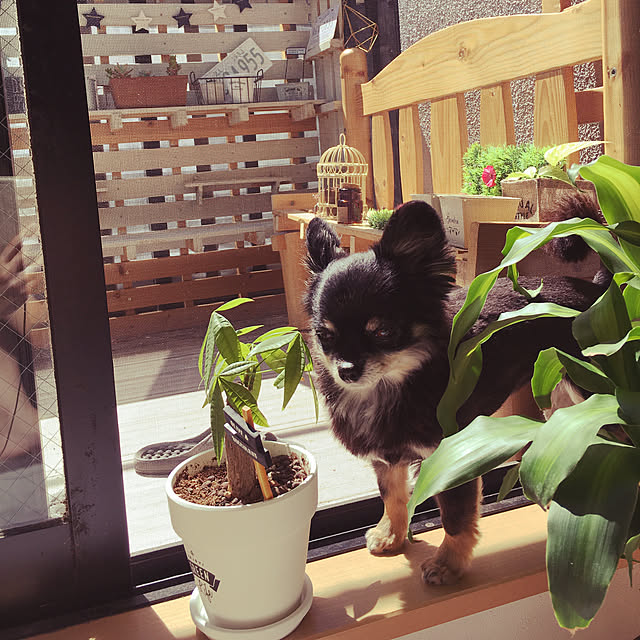 cocoさんの実例写真