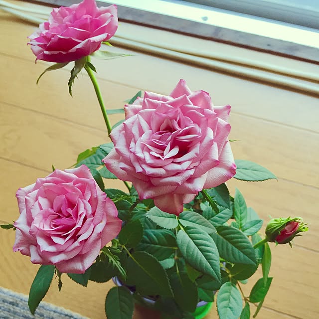 taroさんの実例写真