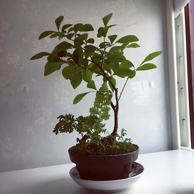 mimichankさんの実例写真