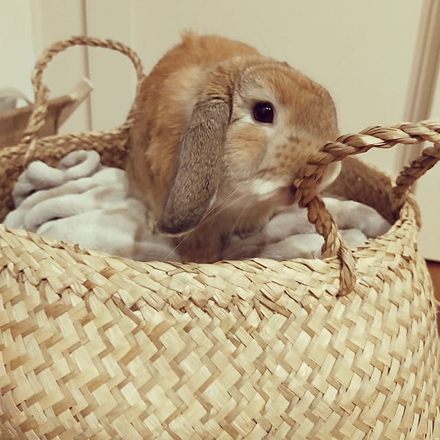 suzuさんの実例写真
