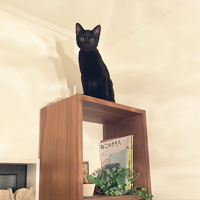 cocoさんの実例写真