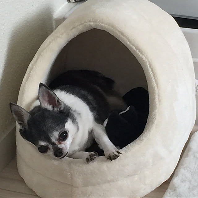 chikuwaさんの実例写真