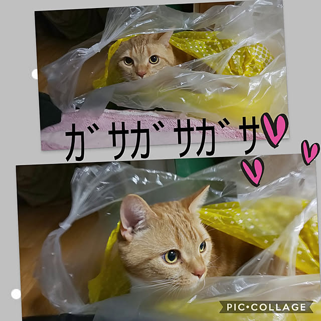 toramamaさんの実例写真