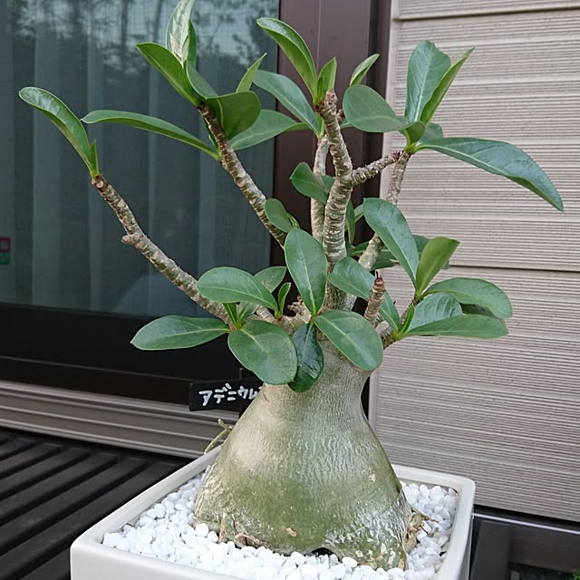 and.さんの実例写真