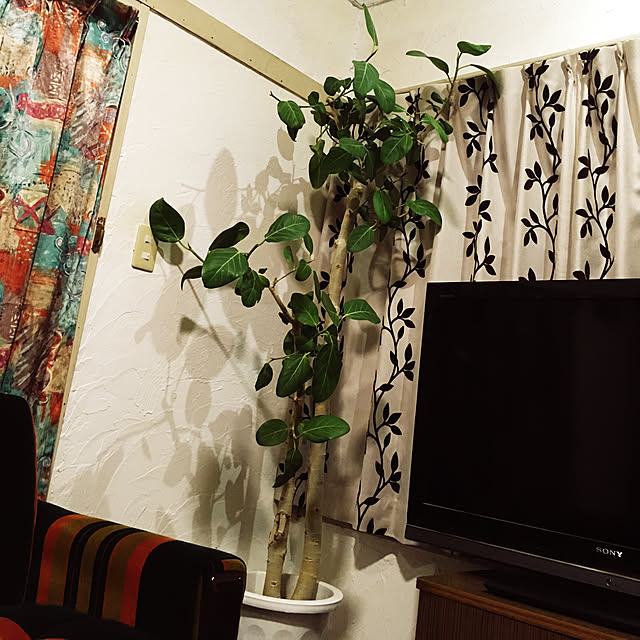 BASHIさんの実例写真